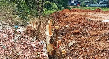 ചേറുംകോട്ടിൽ കനാലരികിൽ മരംമുറിക്കലും സ്ഥലം നികത്തലും