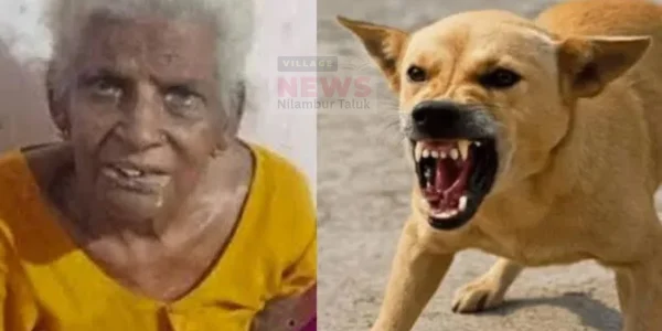 തൃശൂരിൽ വയോധികയെ കടിച്ചുകൊന്ന തെരുവുനായയെ തല്ലിക്കൊന്നു