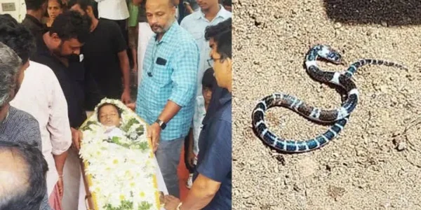 മാളംവിട്ട് പാമ്പ്; വേണം പ്രത്യേക കരുതൽ, ഈർപ്പം തേടി വീട്ടിലും പരിസരത്തും പാമ്പുകളെത്തും